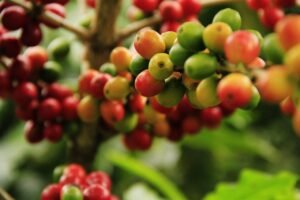Read more about the article Coffee Essentials: The Ultimate Beginner’s Guide