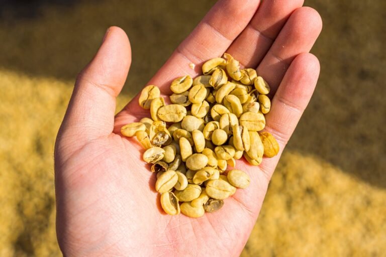 Green coffee beans for roasting